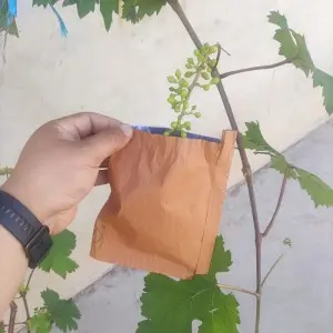 Purchase Fruit Fly Netting Bags for Effective Pest Control and Garden Protection