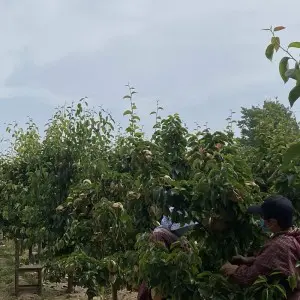 Top Quality Bags Perfect for Protecting Your Fruit Trees from Pests and Weather Elements