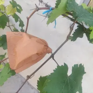 usage of apricot pollen factories