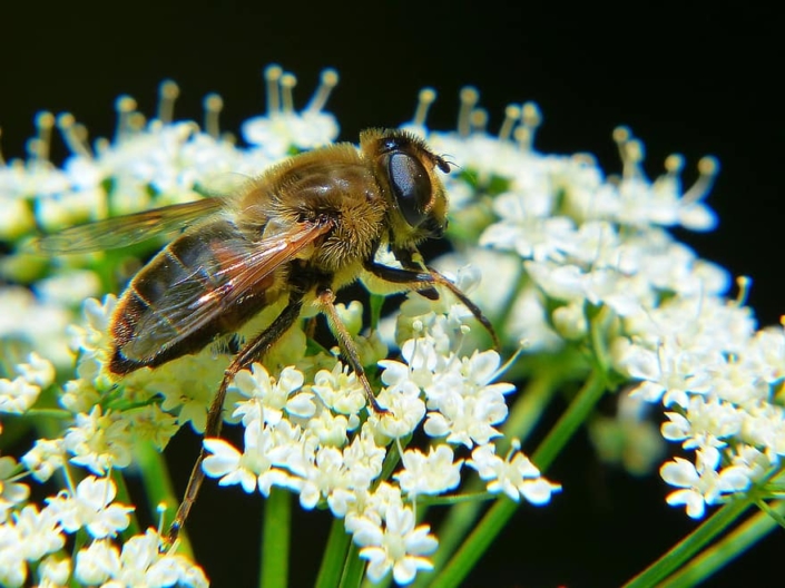 Exploring the Vibrant Colors and Unique Characteristics of Chinese Plum Pollen in Nature