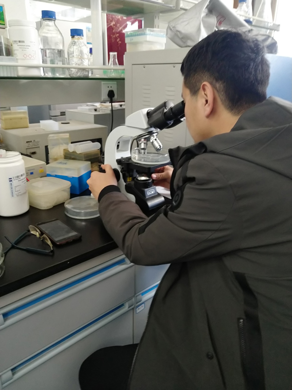 Chinese Apple Pollen Use in Agricultural Pollination Strategies for Enhanced Crop Yields