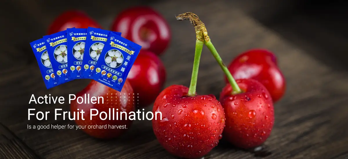 Cherry Blossom Pollen Providers for Natural Health and Wellness Products Cherry Blossom Pollen Providers for Natural Health and Wellness Products