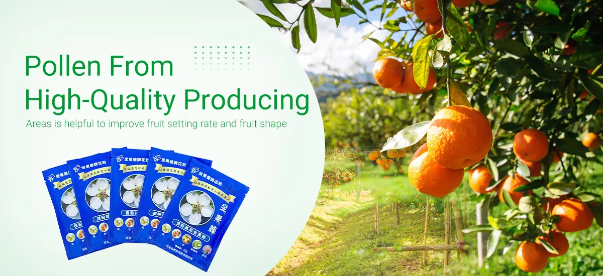 Effective Methods for Apple Pollination and Export Strategies for Growers