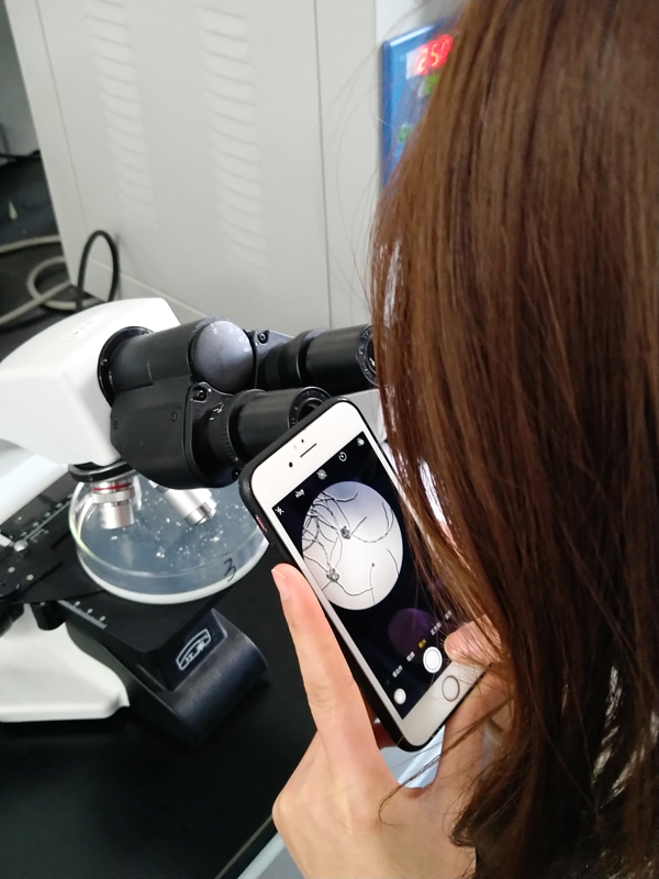 Germination rate check