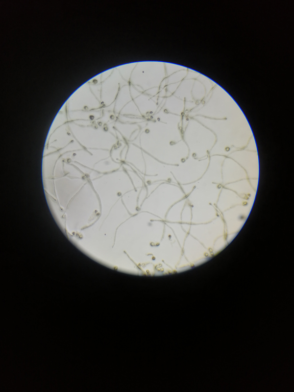 Germination rate is very good