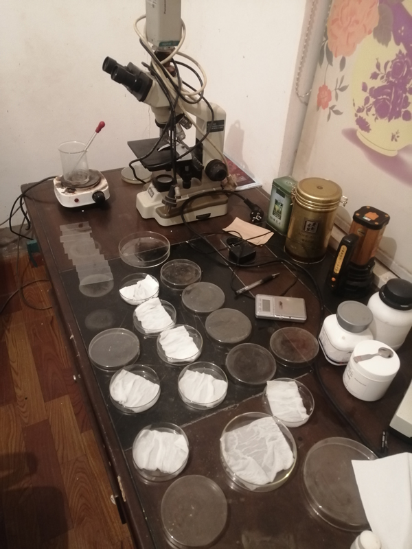 Germination rate detection