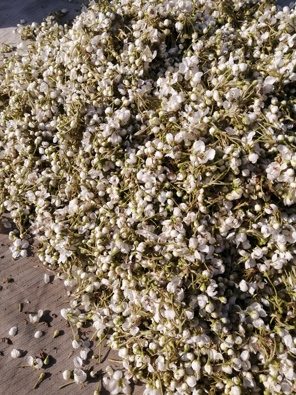 apple pollen grains manufacturers apple pollen grains manufacturers