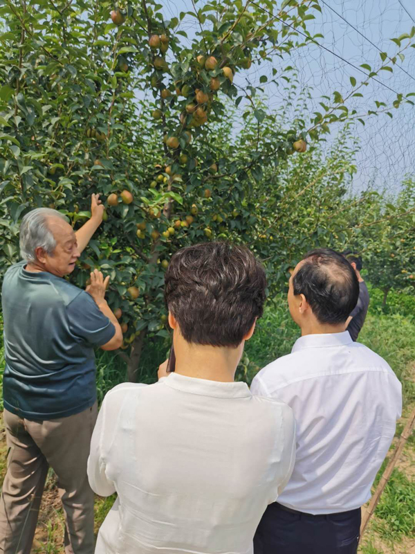 china apple pollen band