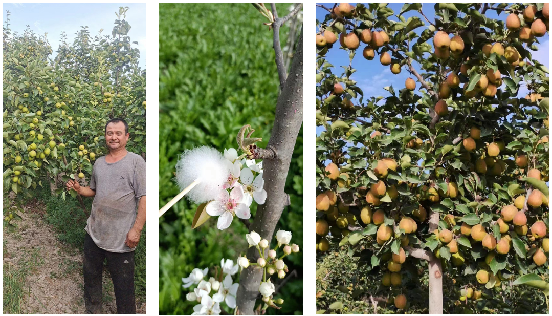 famous effect of pollination on pear trees