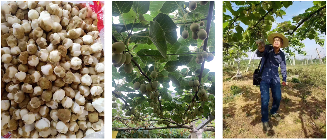 pollen for pollination in cherry orchard exporter