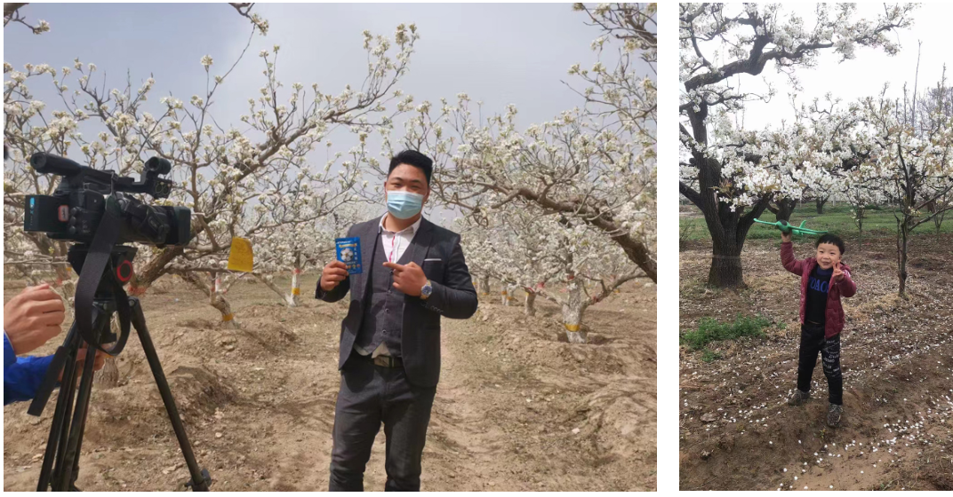 china pear pollen for pollination in orchards in taiwan