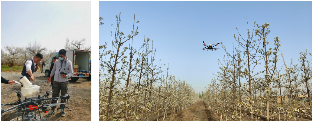 Καλύτερες χρήσεις από πούδρα ροδάκινου άνθους για ευεξία και ομορφιά