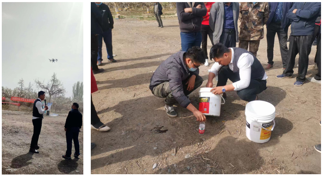 High-Quality OEM Kiwi Pollen for Enhanced Health Benefits and Nutrition High-Quality OEM Kiwi Pollen for Enhanced Health Benefits and Nutrition