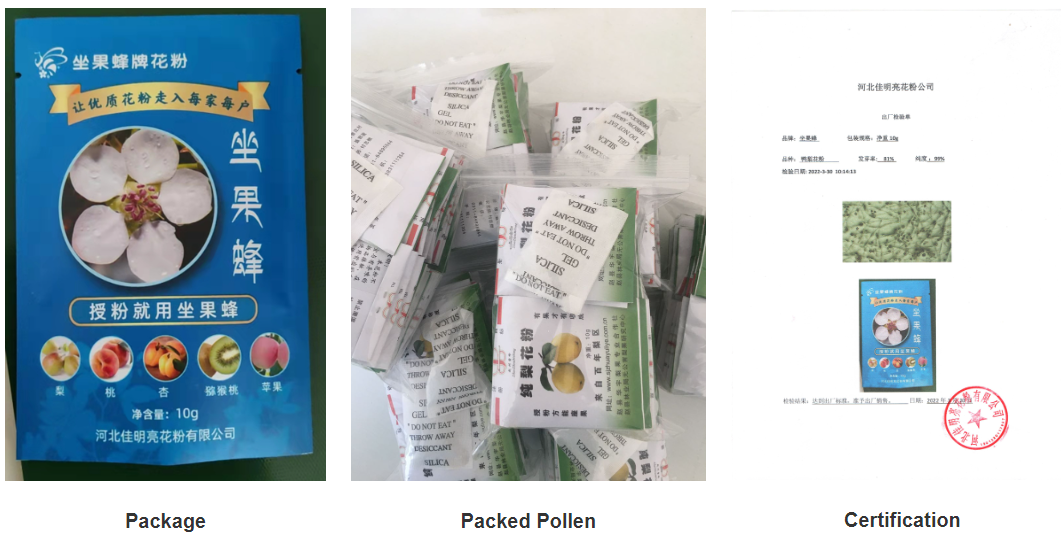 Tree Protection with Fruit Bags for Healthy Growth and Abundant Harvests