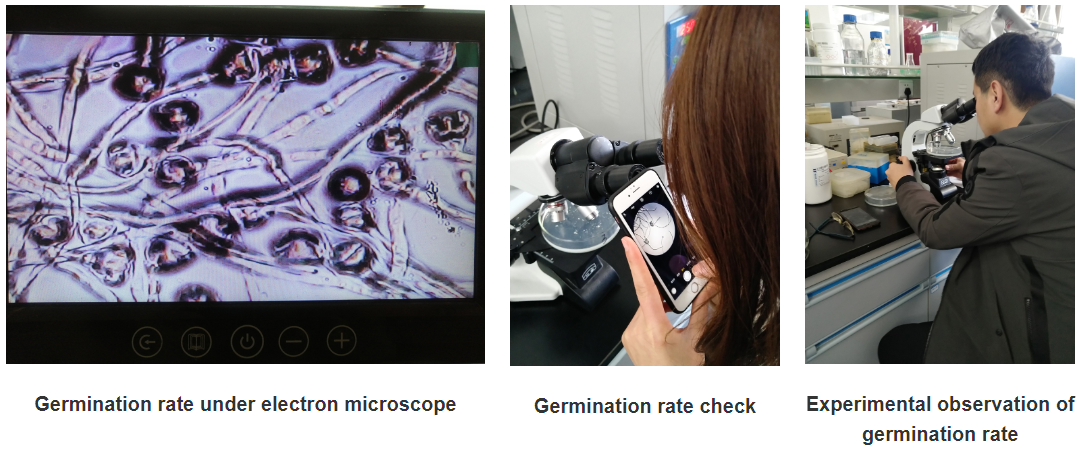 CE Certified Kiwi Pollen Spray for Enhanced Health and Wellness Benefits