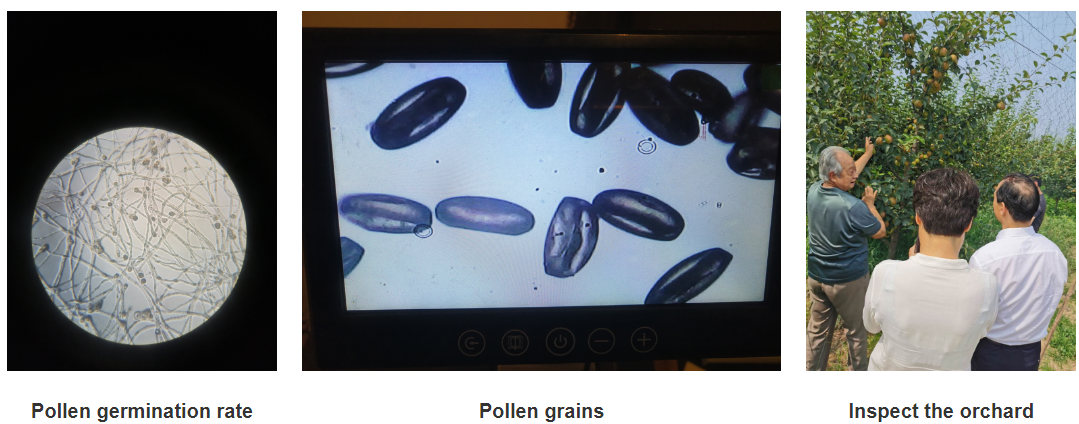 cheap fruit bagging cheap fruit bagging