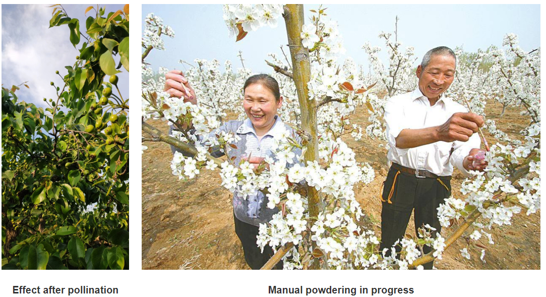 Establishing a Pollen Collection Base for China Pear Species Research and Conservation
