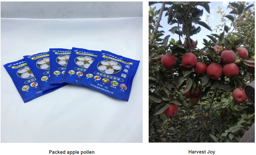 cheap advanced pollination methods of pear trees