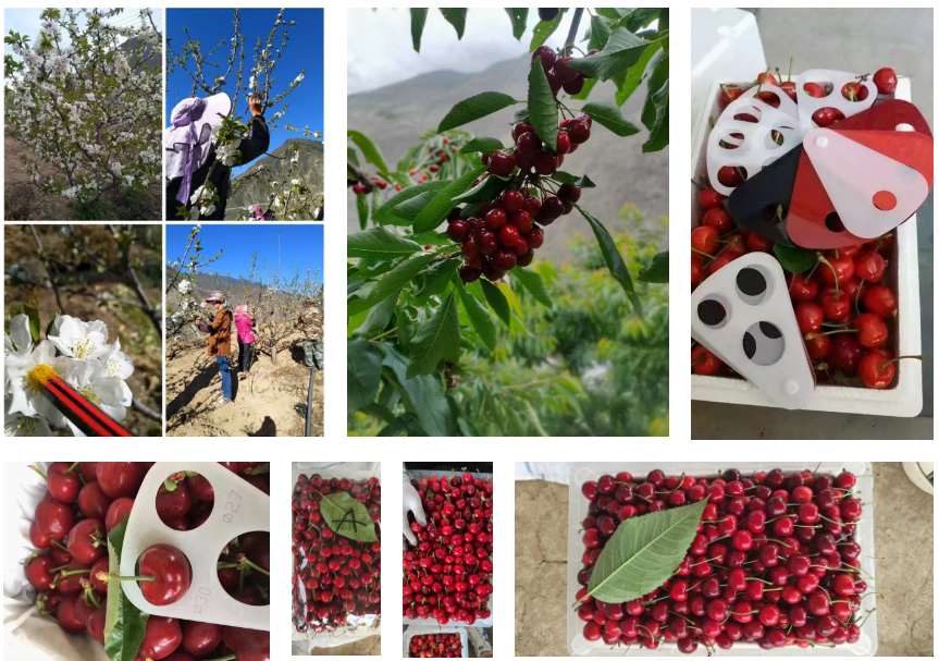 पीयरपोलेन प्रयोग उत्पादक। पीयरपोलेन प्रयोग उत्पादक।