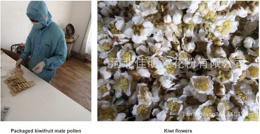 Effective Use of Pear Flower Powder to Enhance Pollination in Pear Orchards