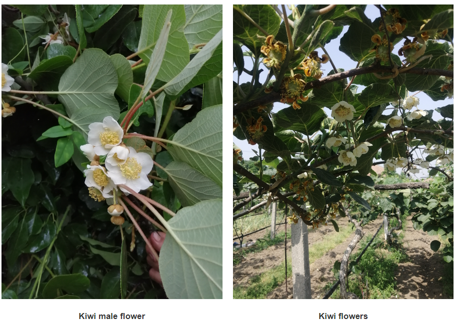 Usine de nutrition de pollen de poire Usine de nutrition de pollen de poire