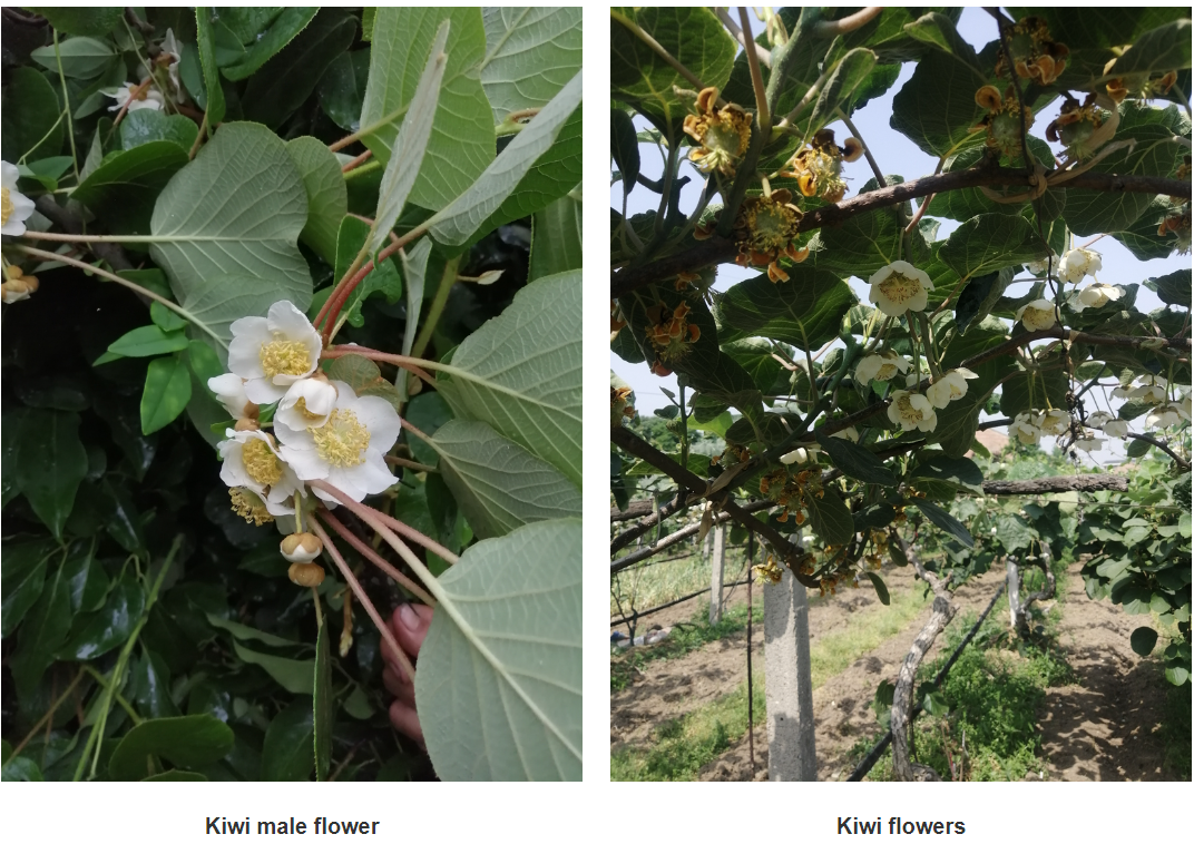 Optimal Techniques for High-Quality Mango Bagging to Enhance Fruit Quality and Yield Optimal Techniques for High-Quality Mango Bagging to Enhance Fruit Quality and Yield