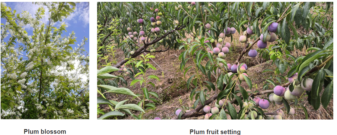 High Germination Rate Pear Flower Powder Suppliers and Manufacturers