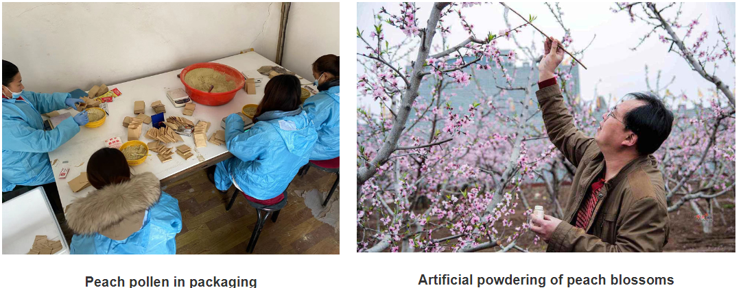 Plum Pollen Dosage Pricing Options and Details for Your Reference