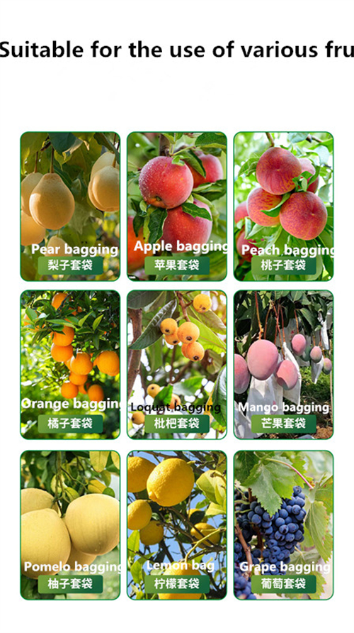 Manufacturer of Fruit Bags Designed for Protecting Trees and Enhancing Growth for Optimal Harvests