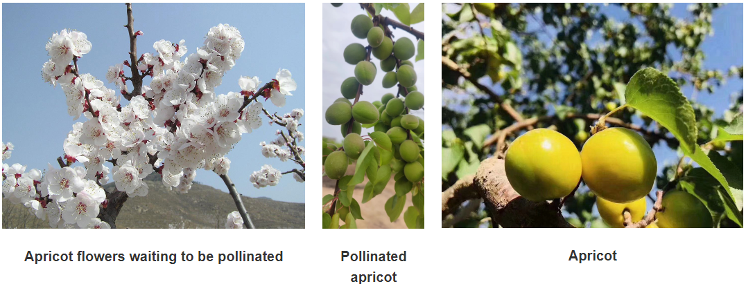 Effective Grape Protection Solutions for Optimal Harvest and Quality Preservation Effective Grape Protection Solutions for Optimal Harvest and Quality Preservation