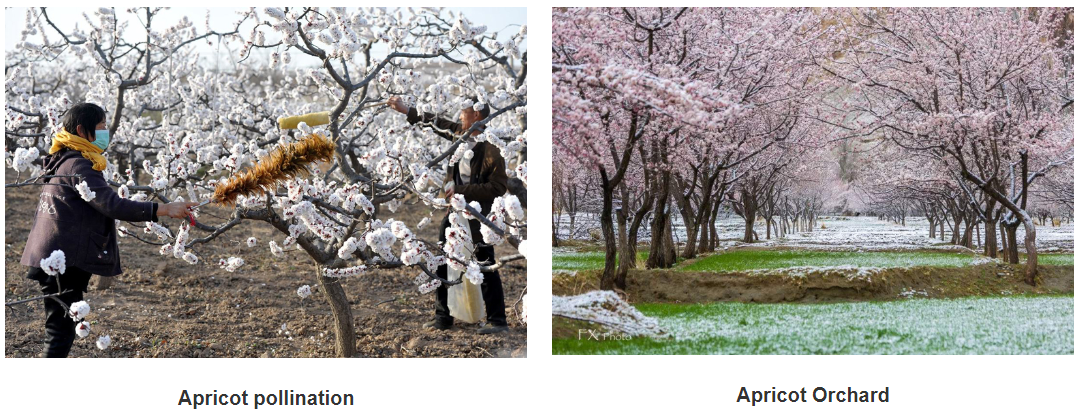 peach blossom powder for pollination manufacturers peach blossom powder for pollination manufacturers