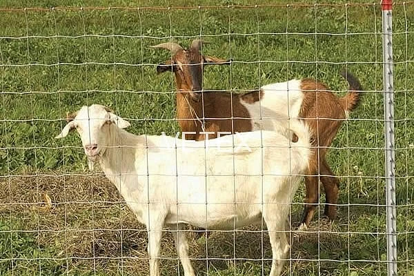 portable chain link fence for dogs
