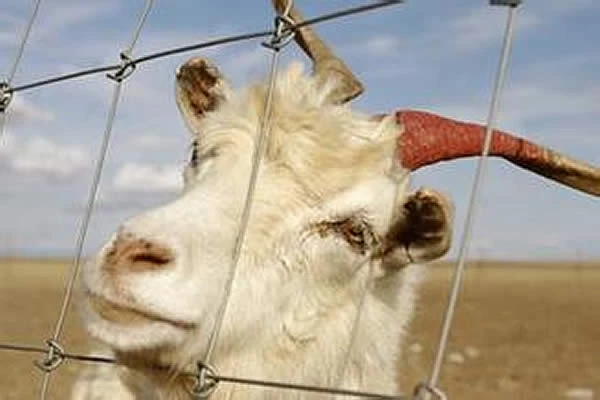 green chain link fence cost