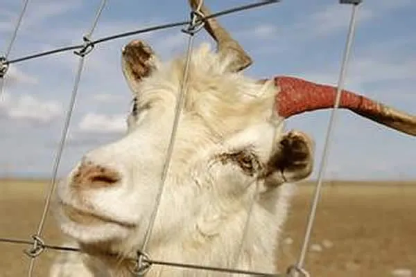black chain link fence