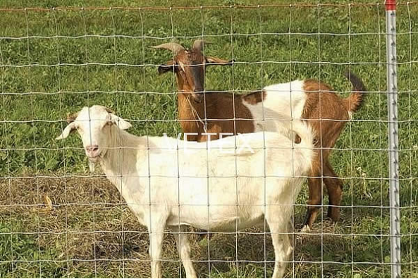 Versatile Applications of Durable Wire Mesh Panels for Industrial and Commercial Uses