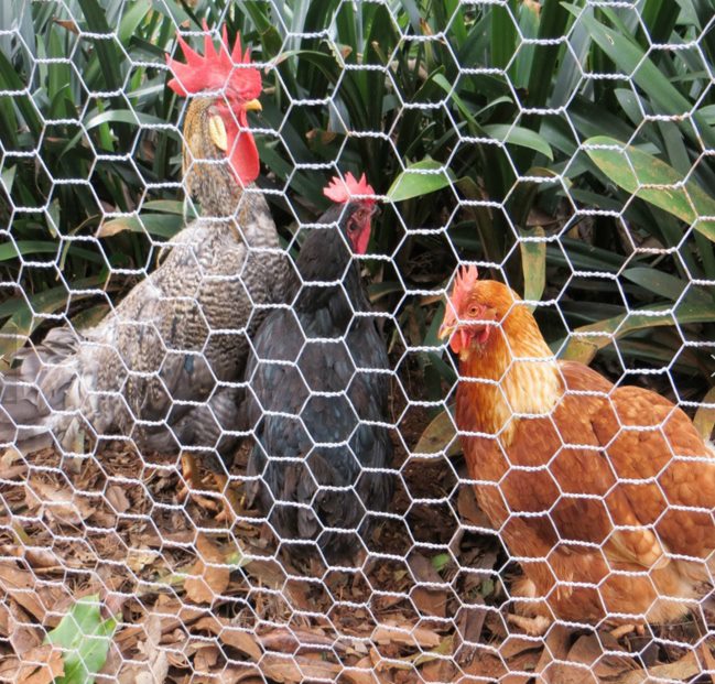 Poultry Mesh Chicken Cage | Rust-Proof, Secure, Easy-Install