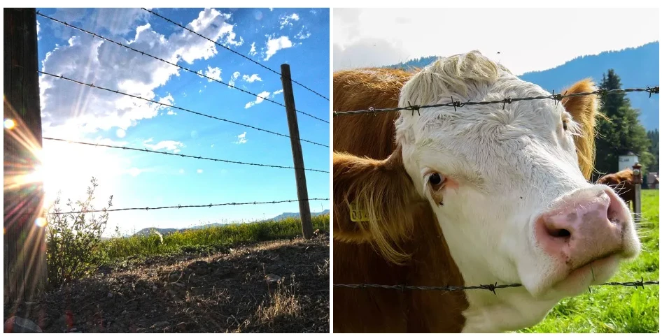 Barbed Wire For Perimeter Security: Strengthening Protection For Farms, Homes, And Industrial Sites