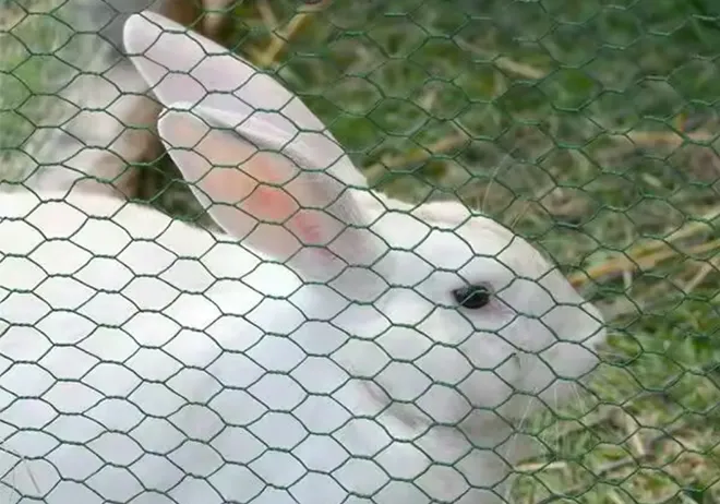 The Essential Guide to Hexagonal Wire Mesh Solutions