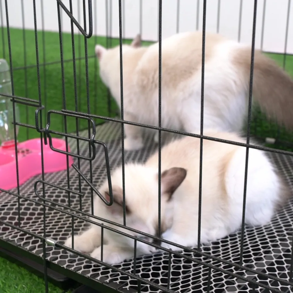 Stainless Steel Animal Cat Cage