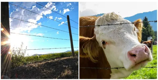 Barbed Wire For Wildlife Control: Protecting Farmland, Orchards, And Pastures from Animal Intrusion
