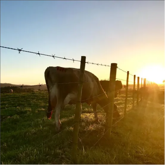 Barbed Wire In Agricultural Fencing: Reliable Protection For Your Livestock