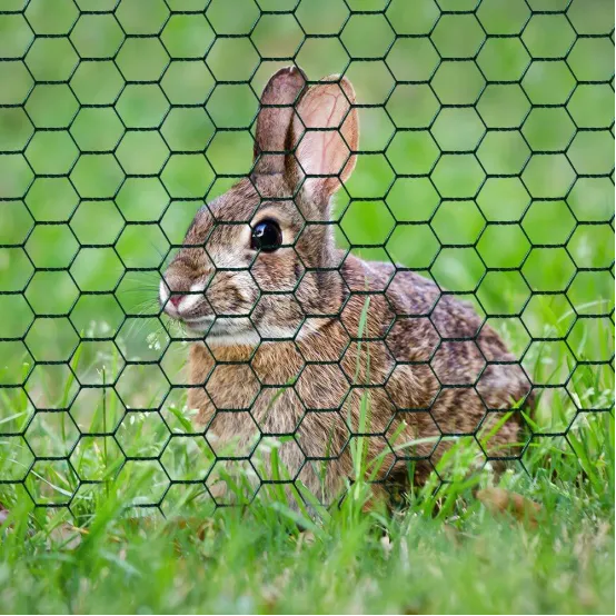 Hexagonal Wire Mesh For Agricultural Use: Protecting Crops And Preventing Small Animal Intrusion