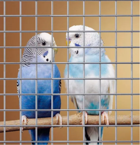 Applications Of Welded Wire Mesh In Agriculture