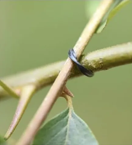 Black Annealed Wire in Agriculture: Essential for Crop Tying and Bundling