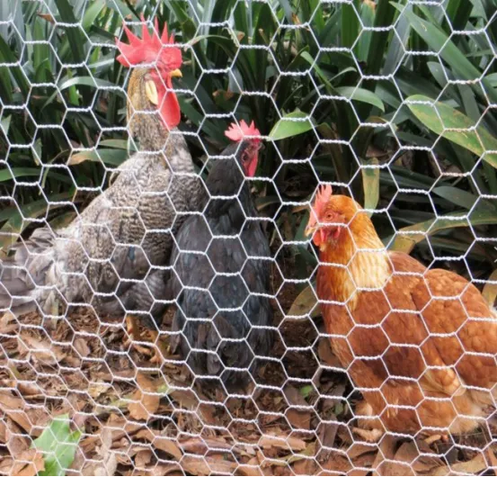 Hexagonal Wire Mesh For Agricultural Use: Protecting Crops And Preventing Small Animal Intrusion