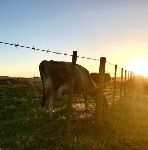 Exploring the Benefits and Uses of High Chain Link Fencing for Security and Privacy Solutions