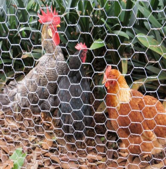 Durable Wire Mesh Pool Fencing for Enhanced Safety and Protection Around Swimming Areas