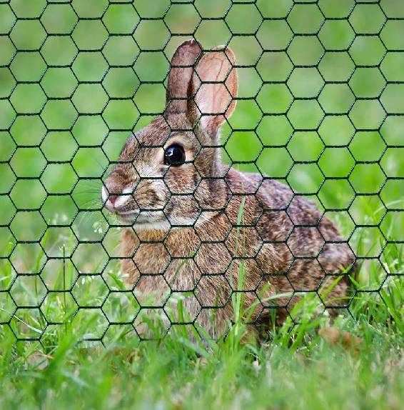 sighter wire for horses