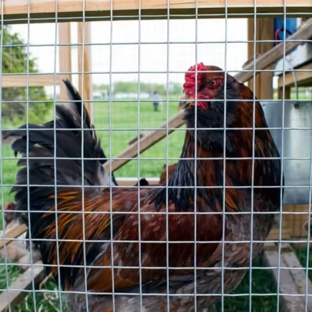 Durable Wire Netting Fence Solutions for Animal Enclosures