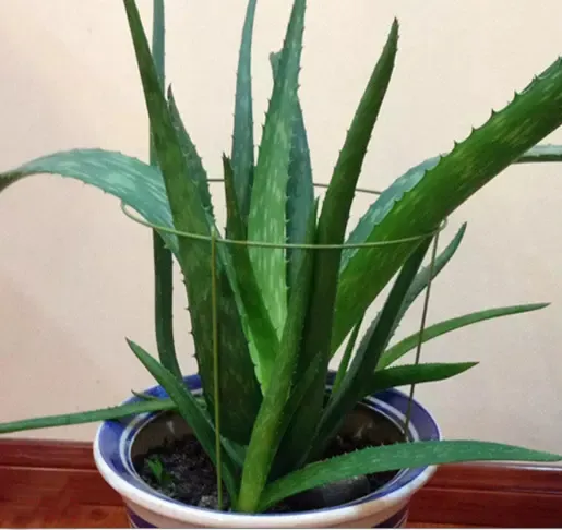 Plant Supports Wholesale